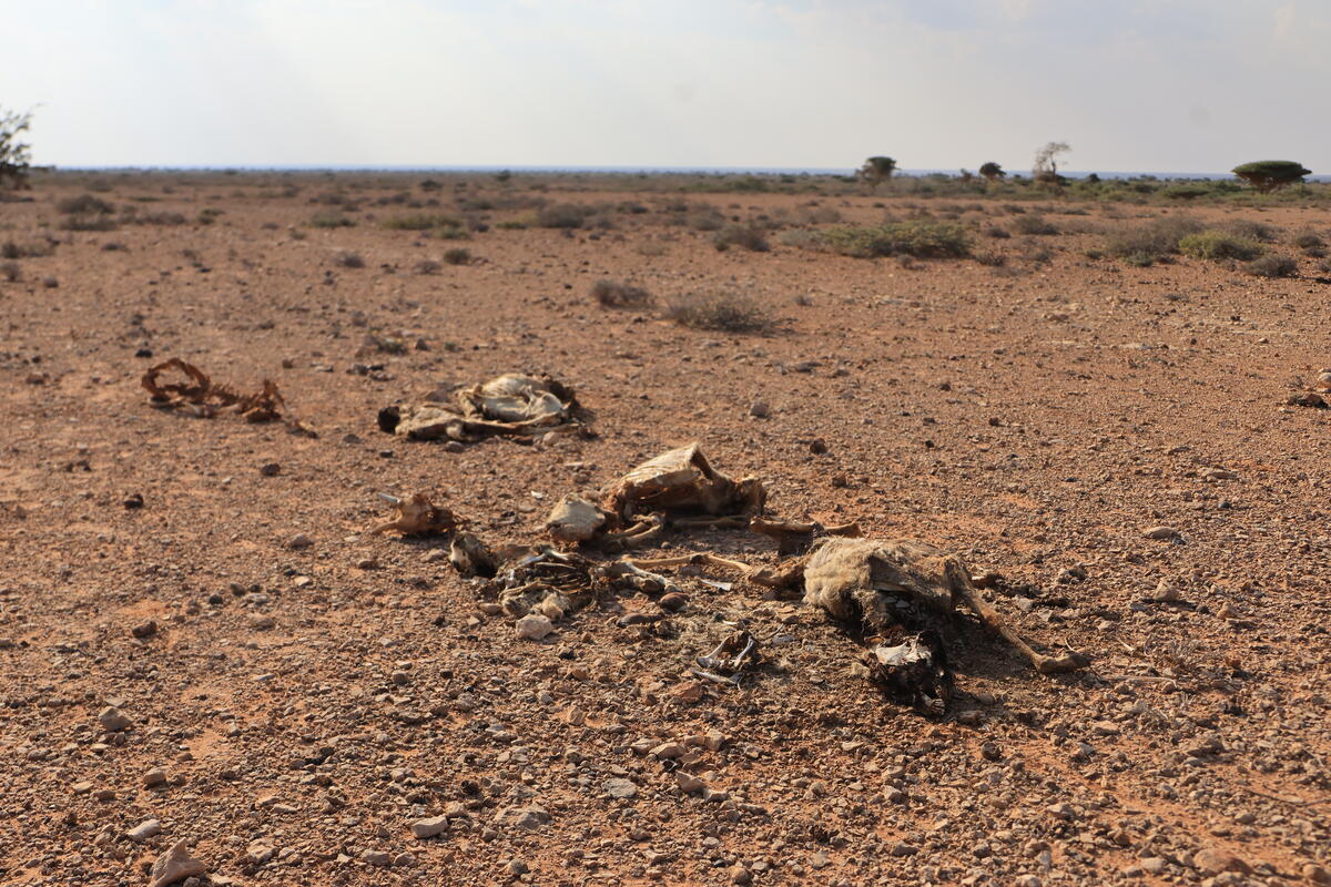 The remains of livestock on dry, rocky ground, illustrating the severe effects of prolonged drought on animals